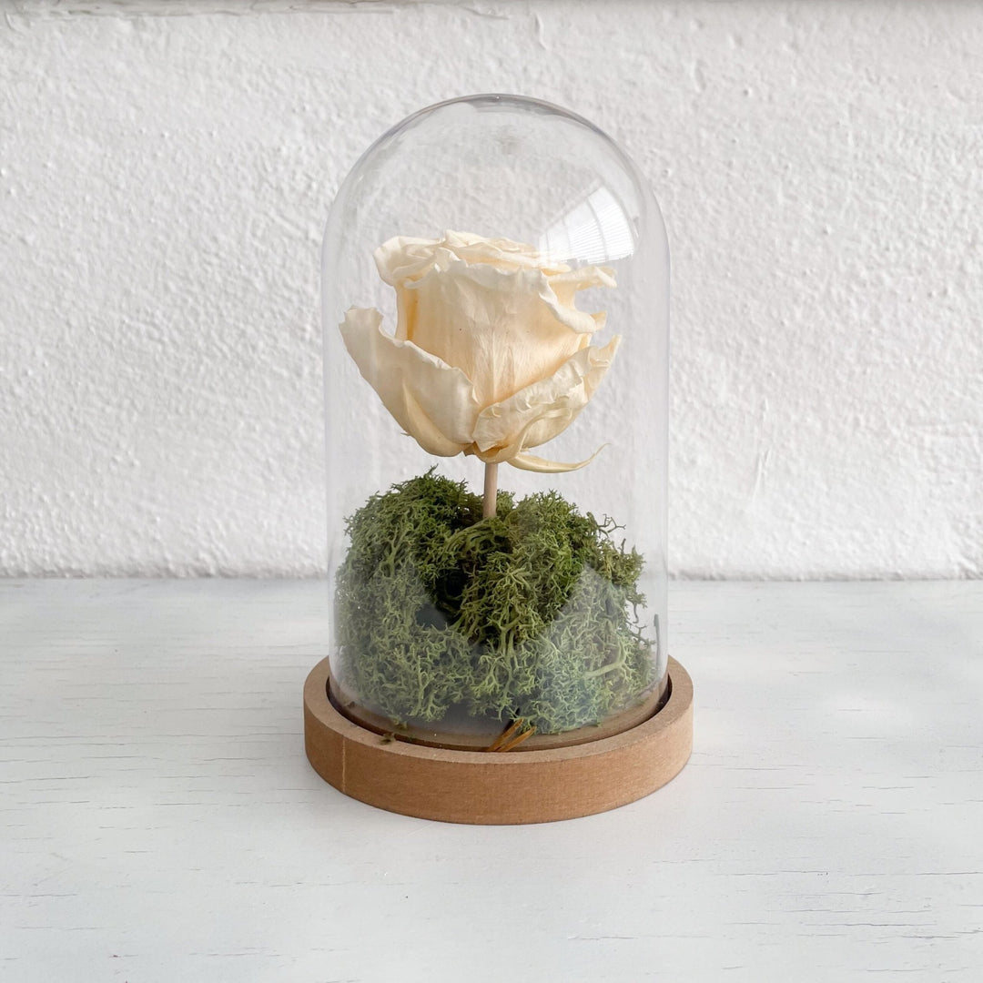 A Rosa Preservada com Campânula - Cutxi Cutxi - Cutxi Cutxi - Presentes Personalizados
