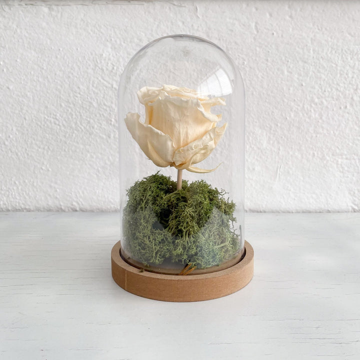A Rosa Preservada com Campânula - Cutxi Cutxi - Cutxi Cutxi - Presentes Personalizados