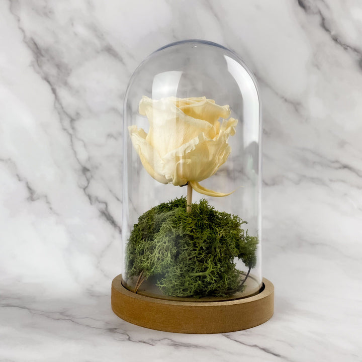 A Rosa Preservada com Campânula - Cutxi Cutxi